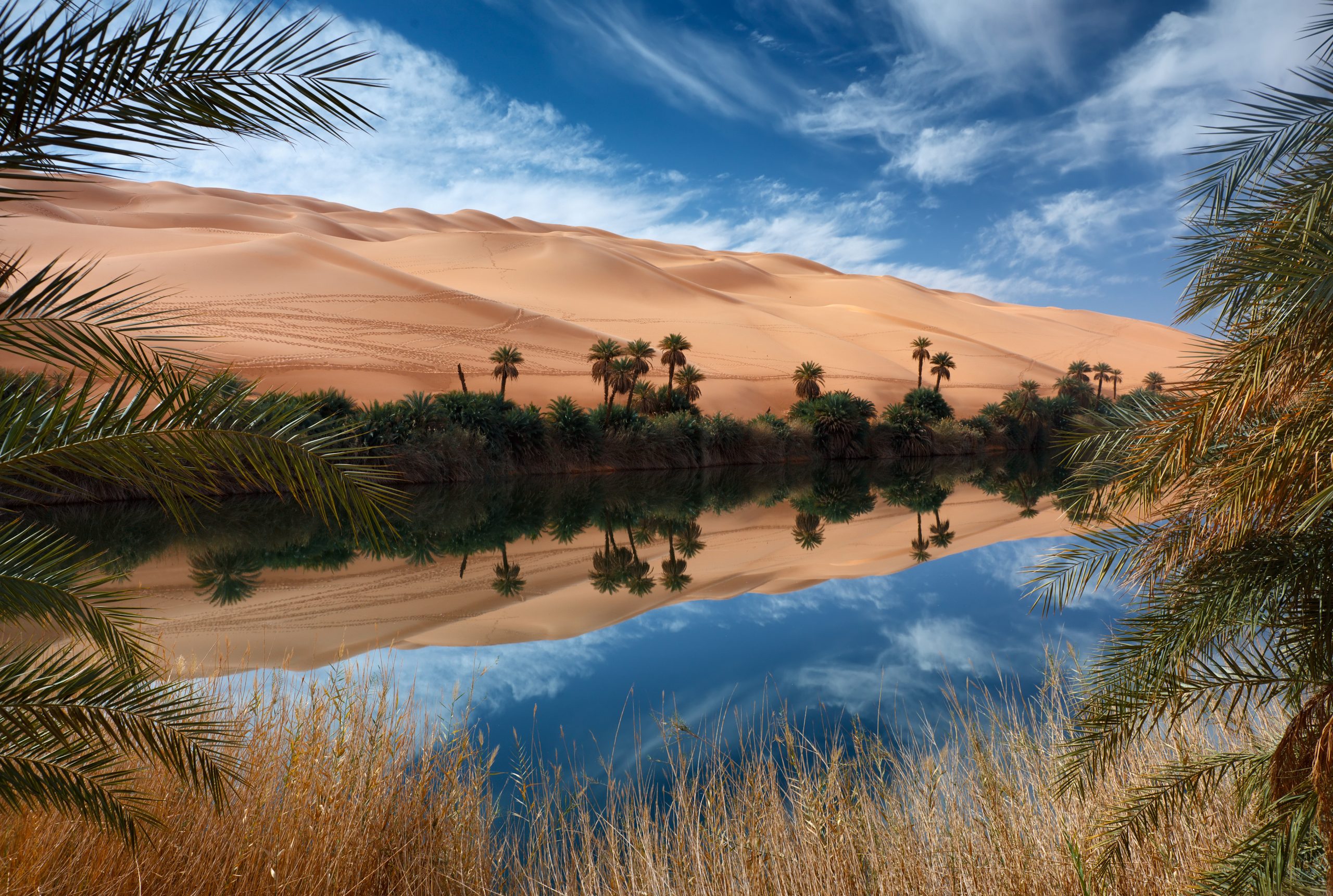 Oasis